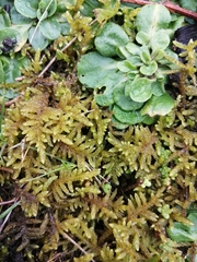 Pseudoscleropodium purum