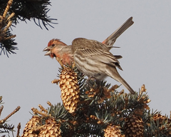 Haemorhous mexicanus
