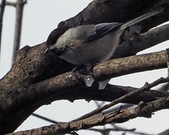 Poecile atricapillus