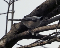 Poecile atricapillus