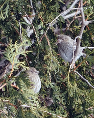 Haemorhous mexicanus
