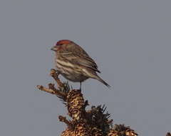 Haemorhous mexicanus