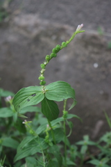 Spigelia anthelmia