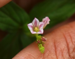 Spigelia anthelmia