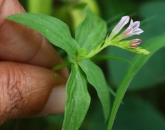 Spigelia anthelmia