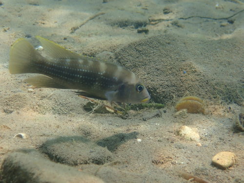 Fourspine cichlid (Neolamprologus tetracanthus) — Cichlidae — 4