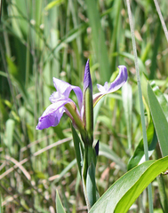 Iris virginica