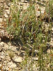 Palpares speciosus