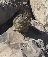 Otospermophilus beecheyi