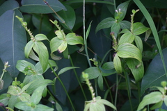 Spigelia anthelmia