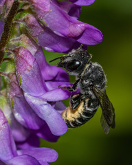 Megachile campanulae