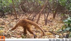 Rio Cesar White-Fronted Capuchin photo 2