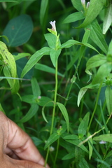 Spigelia anthelmia