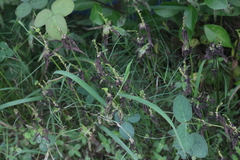 Spigelia anthelmia