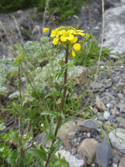 Erysimum ibericum