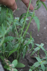 Spigelia anthelmia