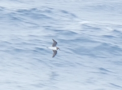 Pterodroma mollis