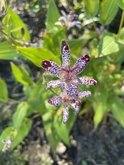 Tricyrtis hirta