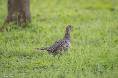 Phasianus colchicus formosanus