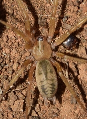 Pterotricha simoni