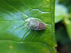 Piezosternum subulatum