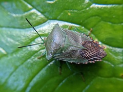 Piezosternum subulatum