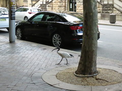 Threskiornis molucca