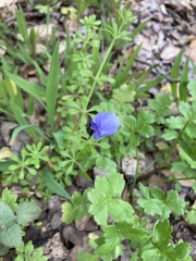 Phacelia patuliflora