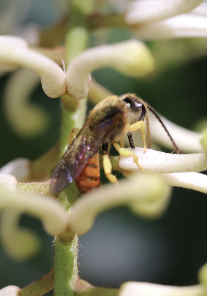 Proximal Hairy-eyed Sweat Bee