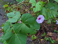 Ipomoea tiliacea