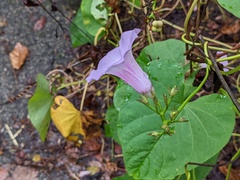 Ipomoea tiliacea