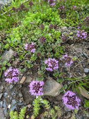 Thymus nummularius