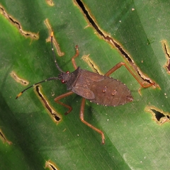 Leptoscelis elongator