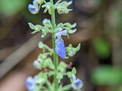 Coleus scutellarioides