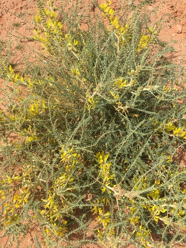 Astragalus gombo
