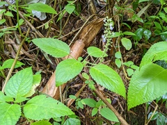 Coleus scutellarioides