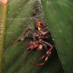 Araneus