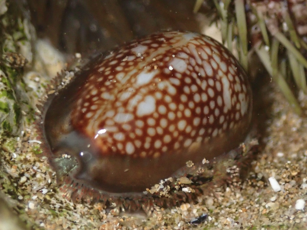 money cowrie