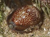 Hawaiian Snakehead Cowrie - Photo (c) Cricket Raspet, some rights reserved (CC BY), uploaded by Cricket Raspet