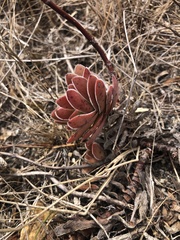 Crassula ciliata
