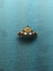 Aetholix flavibasalis