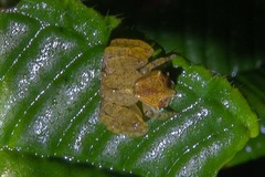 Epicadus taczanowskii