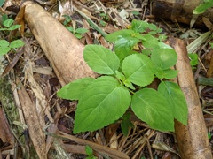 Coleus scutellarioides