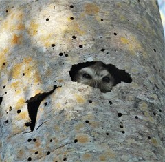 Margarobyas lawrencii