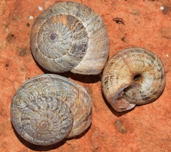 Xerosecta adolfi