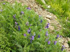 Vicia sosnowskyi