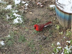 Cardinalis cardinalis