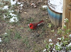 Cardinalis cardinalis