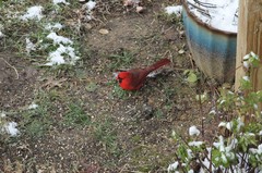 Cardinalis cardinalis