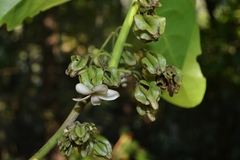Diospyros paniculata